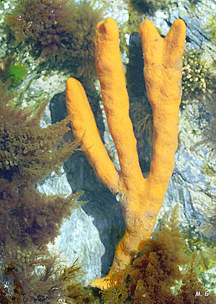photo de l'éponge axinelle, Axinella polypoides