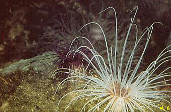 photo du cérianthe membraneux, Cerianthus membranaceus