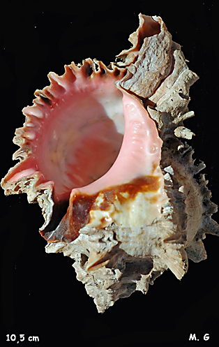 Murex%20erythrostomus_Murex%20bouche-rose