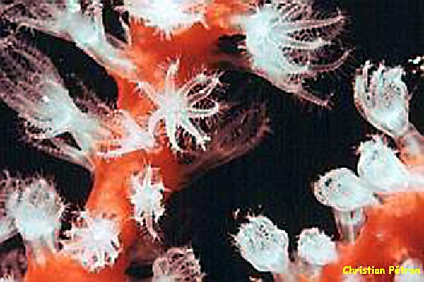 photo de corail rouge, Corallium ruber