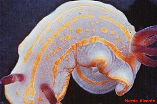 photo de la limace de mer, Chromodoris Khroni