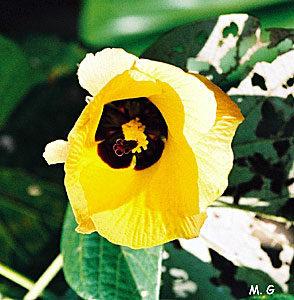 Thespesia