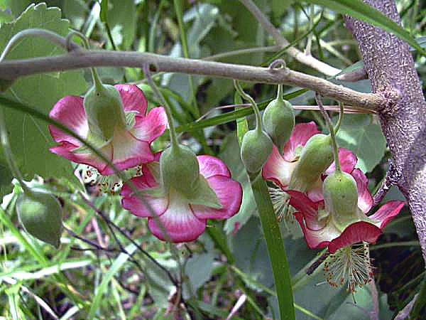 Abutilon menziesii