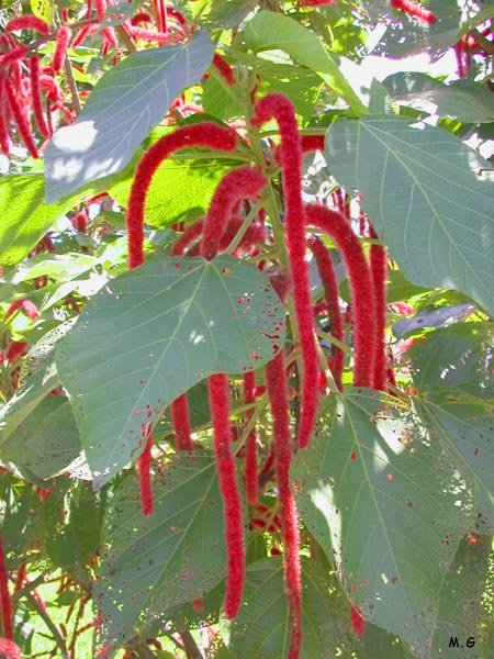 Acalypha hispida