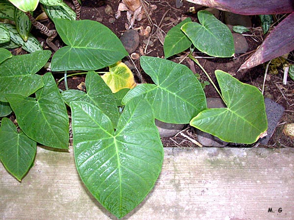 Allocasia macrorrhiza2