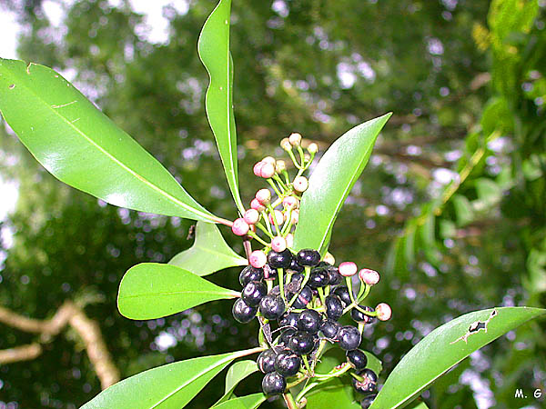 Photo Ardisia elliptica 