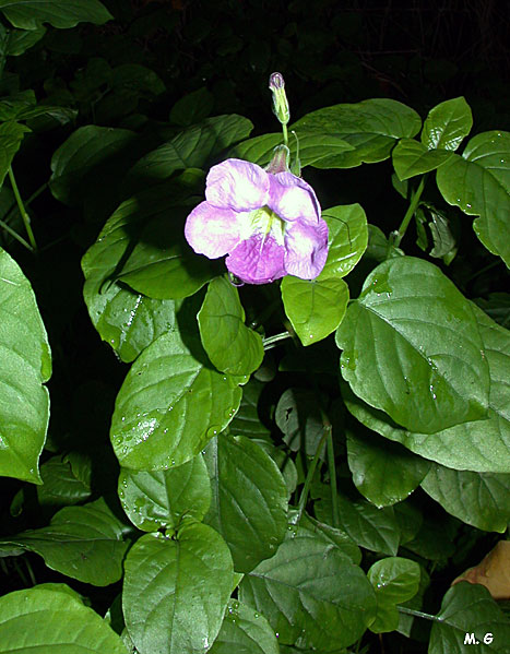 Photo Asystasia gangetica
