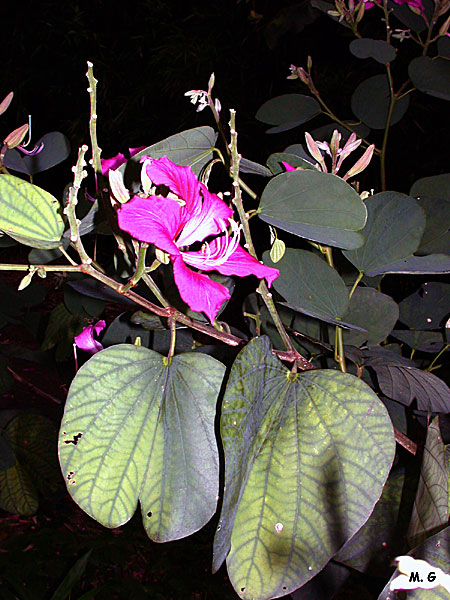 photo Bauhinia purpurata