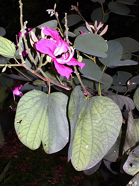Photo Bauhinia purpurata