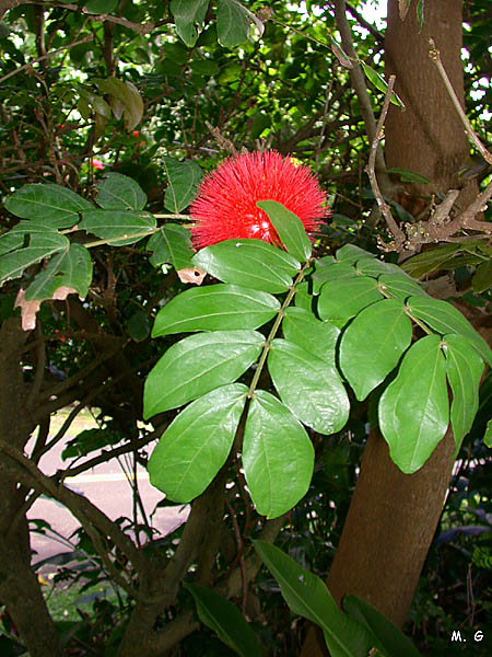 Calliandra2