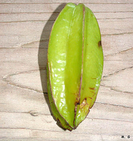 photo fruit