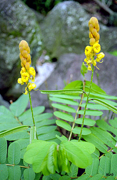 Cassia alata