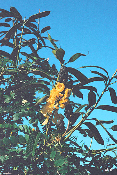 Cassia alata2