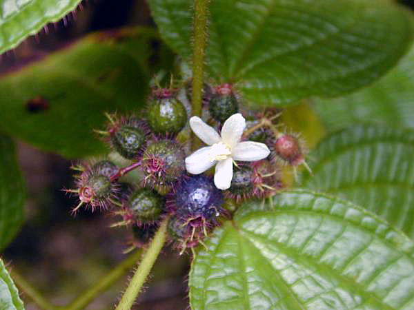 fleurs et fruits