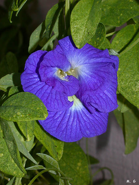 Photo fleur