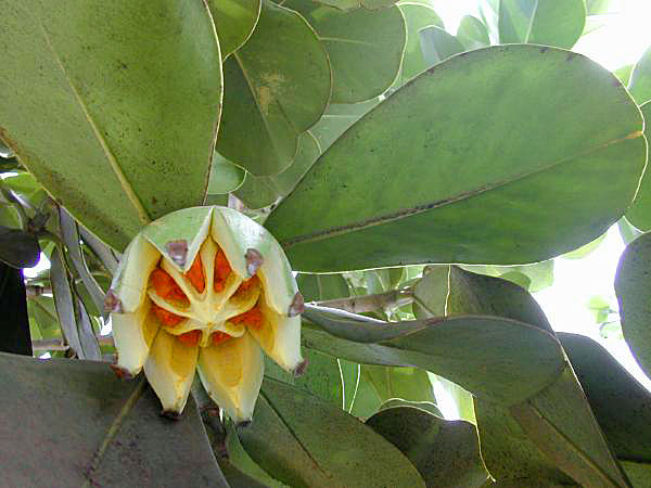 fruit