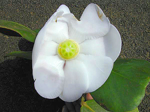 fleur