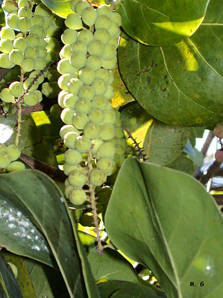 fruits