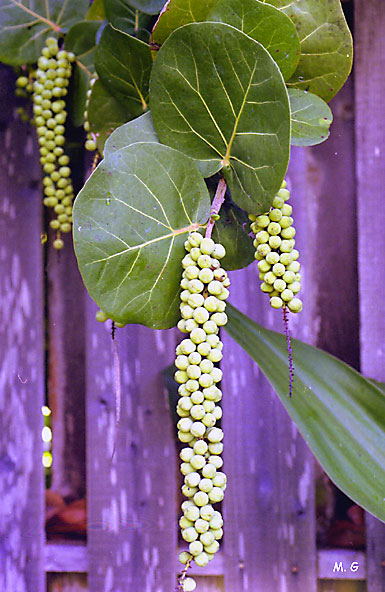 fruits