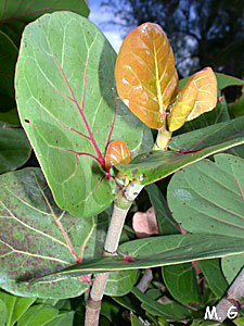 rameaux