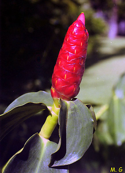 Costus spicatus