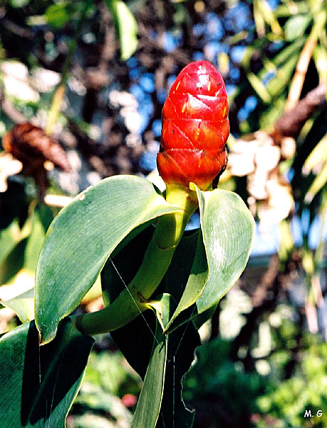 Costus spicatus3