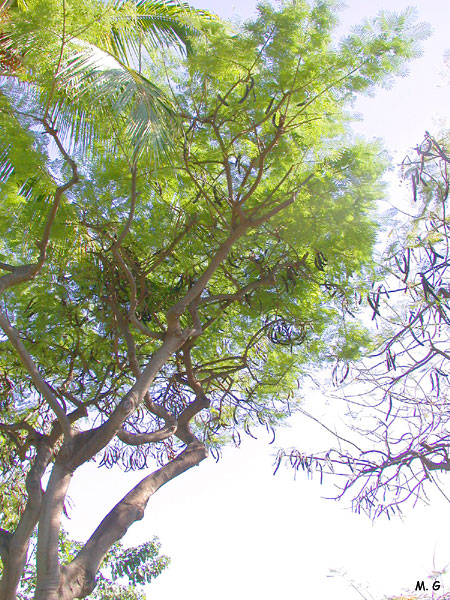 Delonix regia2