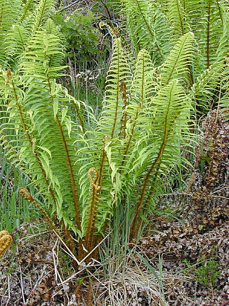 Dryopteris