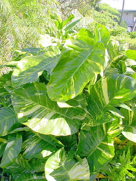 Epipremnum