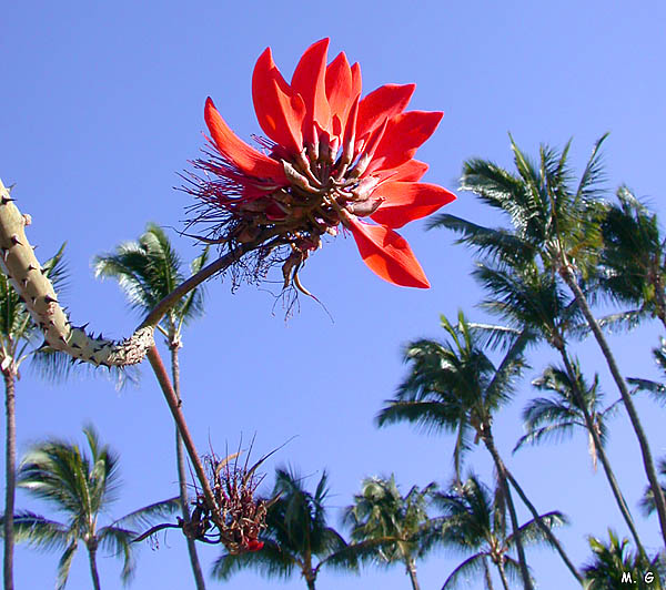 Erythrina