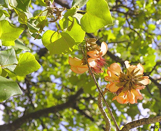 Erythrina sandwicensis