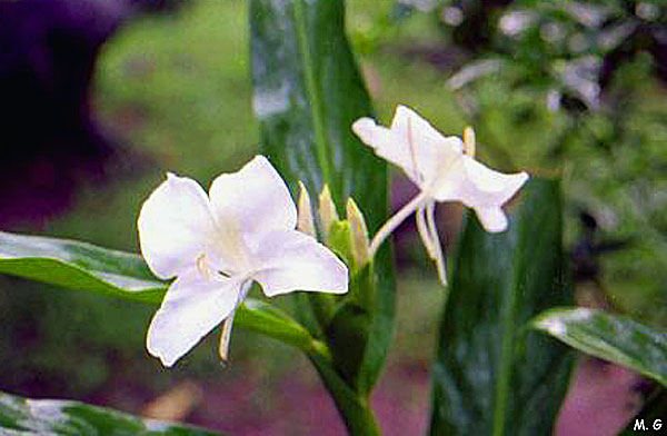 Hedychium