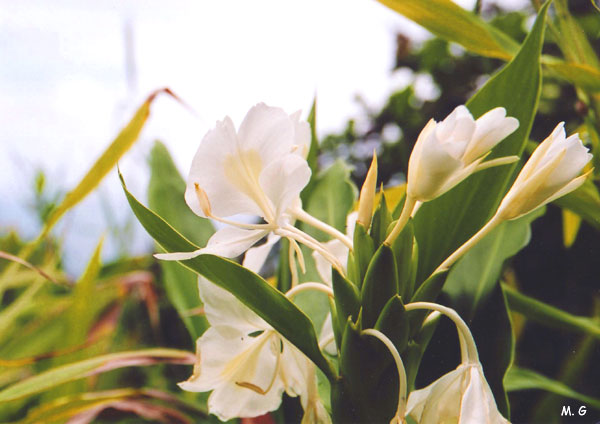 Hedychium2