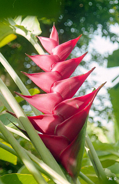Heliconia caribea2