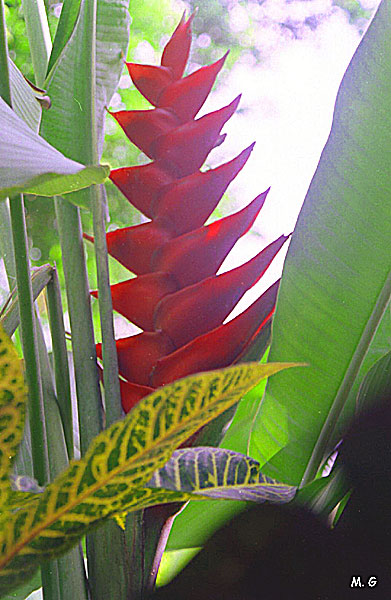 Heliconia caribea3