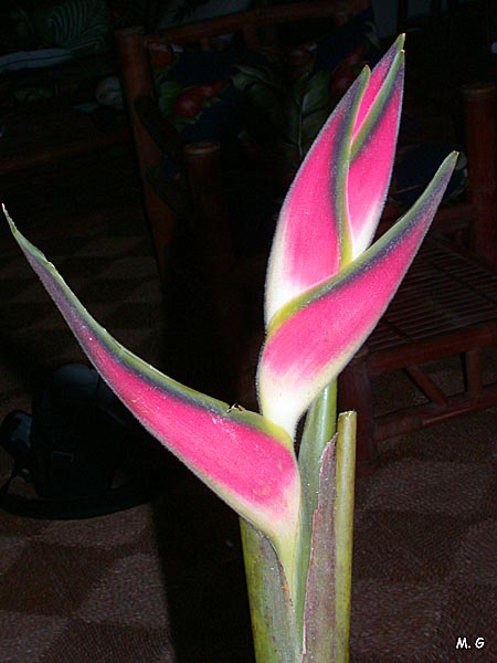 Heliconia orthotrichia