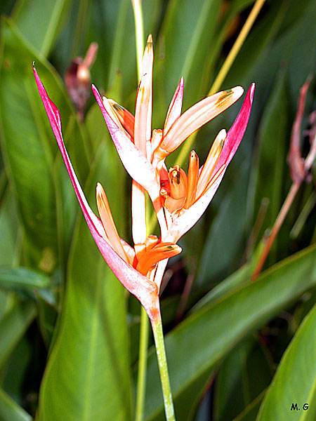 Heliconia psittacorum