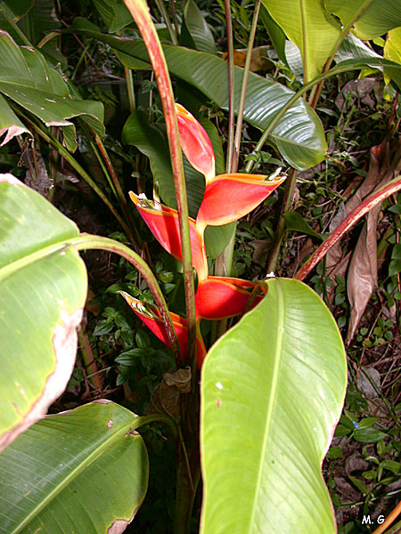 Heliconia wagneriana