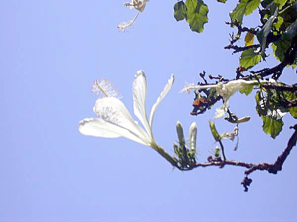 Hibiscus arnottinus
