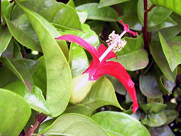 Hibiscus clayi