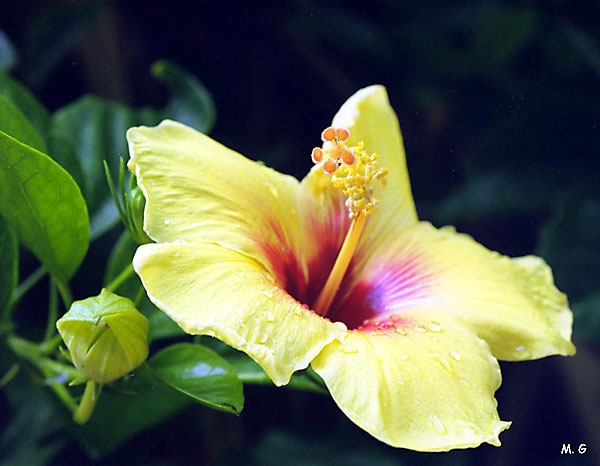 Hibiscus Rosa Sinensis