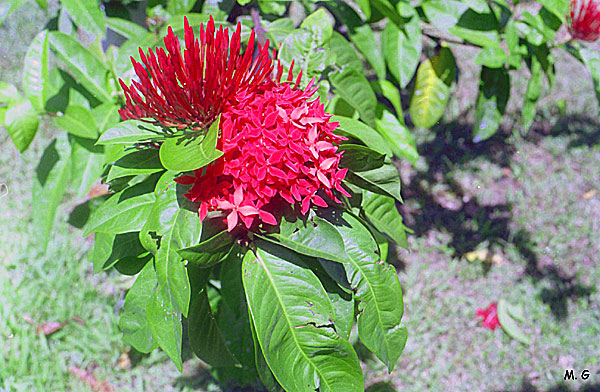 Ixora