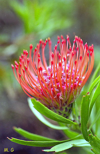 Leucospermum