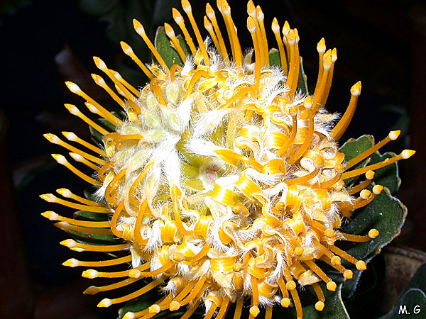Leucospermum2