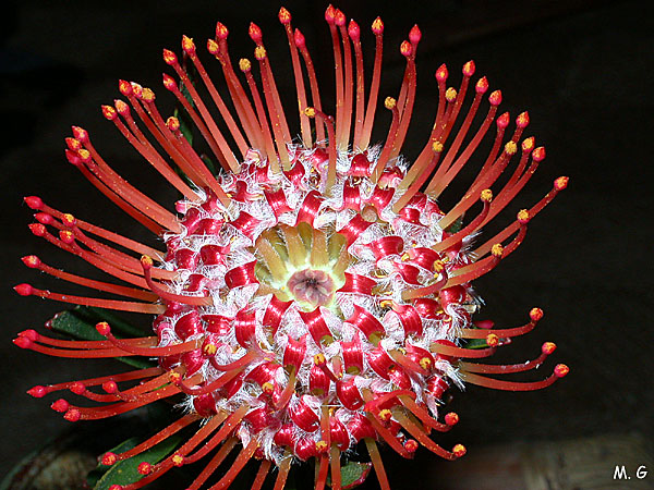 Leucospermum3
