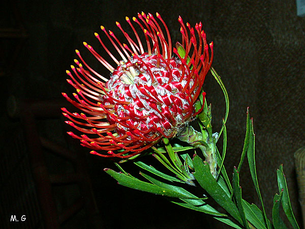 Leucospermum4