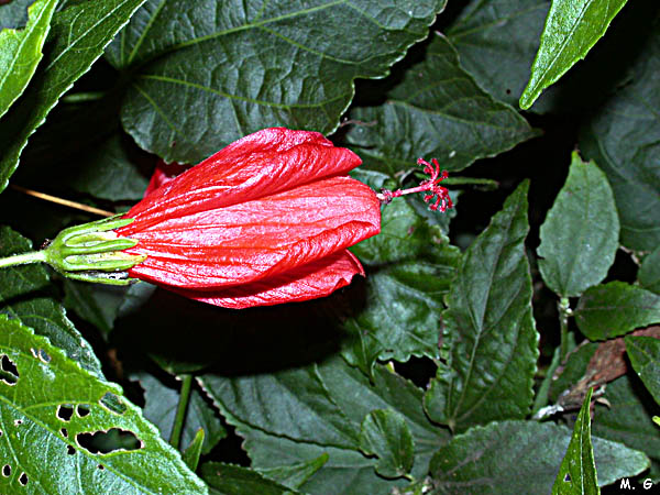 Malvaviscus