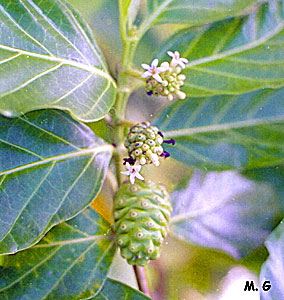 Morinda fleur