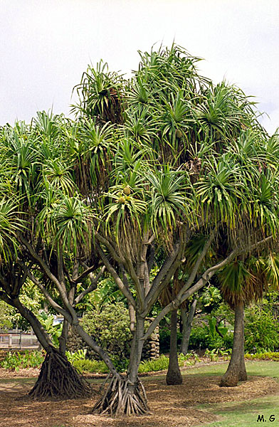 Pandanus tectorius