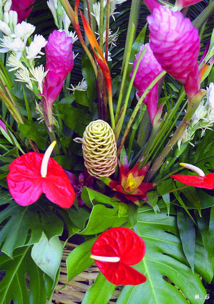 Splendeurs florales